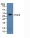 Ubiquitin C-Terminal Hydrolase L1 antibody, LS-C296904, Lifespan Biosciences, Western Blot image 