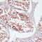 Protein Kinase C Delta antibody, 13-180, ProSci, Immunohistochemistry frozen image 