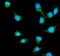 RAS Like Proto-Oncogene B antibody, PB9795, Boster Biological Technology, Immunofluorescence image 