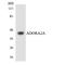 Adenosine A2a Receptor antibody, LS-C200093, Lifespan Biosciences, Western Blot image 