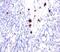 Colony Stimulating Factor 3 antibody, 33-906, ProSci, Immunofluorescence image 