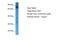 KRI1 Homolog antibody, A13176, Boster Biological Technology, Western Blot image 