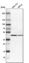 Interleukin Enhancer Binding Factor 2 antibody, PA5-52441, Invitrogen Antibodies, Western Blot image 
