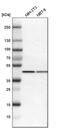 Interleukin Enhancer Binding Factor 2 antibody, PA5-52441, Invitrogen Antibodies, Western Blot image 