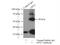 Glutamic--Pyruvic Transaminase 2 antibody, 16757-1-AP, Proteintech Group, Immunoprecipitation image 