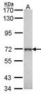 Galactosidase Beta 1 antibody, LS-B10038, Lifespan Biosciences, Western Blot image 
