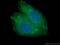 Beta-Actin antibody, YF488-66009, Proteintech Group, Immunofluorescence image 