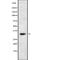 BCL2 Interacting Protein 3 Like antibody, abx148657, Abbexa, Western Blot image 