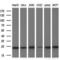 NADH:Ubiquinone Oxidoreductase Subunit B9 antibody, MA5-25459, Invitrogen Antibodies, Western Blot image 