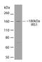Insulin Receptor Substrate 1 antibody, 710009, Invitrogen Antibodies, Western Blot image 