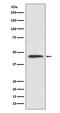 Cyclin B2 antibody, M02040, Boster Biological Technology, Western Blot image 