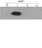 Mitogen-Activated Protein Kinase 12 antibody, AF1347, R&D Systems, Western Blot image 