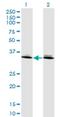 Distal-Less Homeobox 6 antibody, H00001750-M06, Novus Biologicals, Western Blot image 