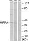 Progestin And AdipoQ Receptor Family Member 7 antibody, A30835, Boster Biological Technology, Western Blot image 