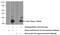 IL-4 antibody, 66142-1-Ig, Proteintech Group, Western Blot image 