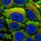 Calponin 2 antibody, HPA049095, Atlas Antibodies, Immunofluorescence image 