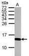 Histone Cluster 4 H4 antibody, PA5-32029, Invitrogen Antibodies, Western Blot image 