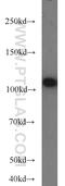 Fucosyltransferase 9 antibody, 19497-1-AP, Proteintech Group, Western Blot image 