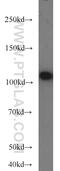 Fuc-TVII antibody, 19497-1-AP, Proteintech Group, Western Blot image 