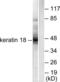 Keratin 18 antibody, LS-B6856, Lifespan Biosciences, Western Blot image 