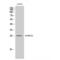 Apolipoprotein B MRNA Editing Enzyme Catalytic Subunit 3A antibody, LS-C382056, Lifespan Biosciences, Western Blot image 