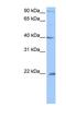 Chromosome 4 Open Reading Frame 33 antibody, NBP1-57846, Novus Biologicals, Western Blot image 