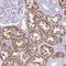 Cytochrome B5 Type A antibody, NBP2-48877, Novus Biologicals, Immunohistochemistry frozen image 
