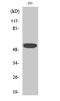 Inositol Hexakisphosphate Kinase 3 antibody, A12884, Boster Biological Technology, Western Blot image 
