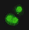 Tripartite Motif Containing 28 antibody, LS-C178267, Lifespan Biosciences, Immunofluorescence image 