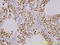 TAO Kinase 1 antibody, LS-C133800, Lifespan Biosciences, Immunohistochemistry frozen image 