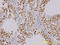 Serine/threonine-protein kinase TAO1 antibody, LS-C133800, Lifespan Biosciences, Immunohistochemistry frozen image 