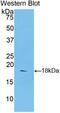 Semaphorin-3A antibody, MBS2002113, MyBioSource, Western Blot image 