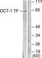OTF-1 antibody, TA314361, Origene, Western Blot image 