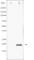 DNA Damage Inducible Transcript 3 antibody, abx010557, Abbexa, Western Blot image 