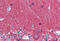 Tubulin alpha-3C/D chain antibody, MBS245652, MyBioSource, Immunohistochemistry frozen image 
