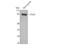 TLE Family Member 4, Transcriptional Corepressor antibody, STJ96036, St John