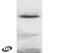 ADAM Metallopeptidase Domain 8 antibody, PA1-9070, Invitrogen Antibodies, Western Blot image 