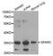 SPARC antibody, MBS126694, MyBioSource, Western Blot image 