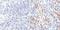 Glycophorin A (MNS Blood Group) antibody, MA5-12484, Invitrogen Antibodies, Immunohistochemistry frozen image 