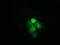 Heat Shock Protein Family A (Hsp70) Member 6 antibody, LS-C115677, Lifespan Biosciences, Immunofluorescence image 