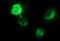 Chorionic Somatomammotropin Hormone 1 antibody, MA5-26275, Invitrogen Antibodies, Immunocytochemistry image 