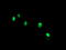 THAP Domain Containing 6 antibody, M16470-1, Boster Biological Technology, Immunofluorescence image 
