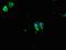 Protein Kinase C Gamma antibody, orb51222, Biorbyt, Immunofluorescence image 