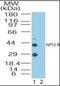 Neuropeptide Y Receptor Y2 antibody, orb87619, Biorbyt, Western Blot image 