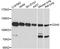 Cadherin 5 antibody, A0734, ABclonal Technology, Western Blot image 