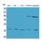 Interleukin 1 Beta antibody, LS-C387006, Lifespan Biosciences, Western Blot image 