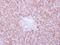 Ankyrin Repeat Domain 45 antibody, NBP1-31620, Novus Biologicals, Immunohistochemistry frozen image 