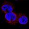 WT1 Transcription Factor antibody, MAB5729, Novus Biologicals, Immunofluorescence image 