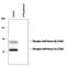 Calcium/Calmodulin Dependent Protein Kinase II Beta antibody, PPS002, R&D Systems, Western Blot image 