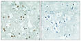 ElaC Ribonuclease Z 2 antibody, abx013771, Abbexa, Western Blot image 